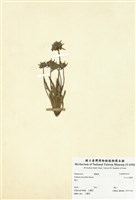 藏品(玉山山蘿蔔)的圖片